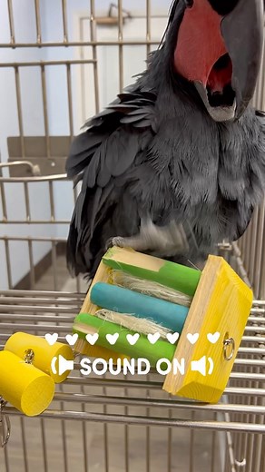 This Black Palm Cockatoo makes the cutest happy noise! ❤️😄🦜 #blackpalmcockatoo #cockatoo #cockatoos #cockatoosofinstagram #cockatoosofig #cuteanimals #cutebirds #soundon #parrot #parrots #parrotlove #happyparrot #happyparrots #parrotlife #parrotsofinstagram #parrotsofig #parrotstars #parrotstarsarlingtonheights | Parrot Stars