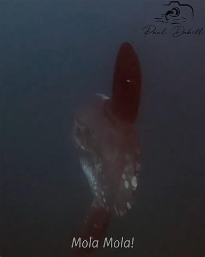 The diverse marine life around Jupiter, Florida is spectacular. In this video I freedive with a mola mola and a tiger shark offshore, see snook, grouper and sharks under local bridges, get kissed by a turtle, shoot a cobia off a stingray, find triple tail under a weedline and more. | Paul Dabill Photography