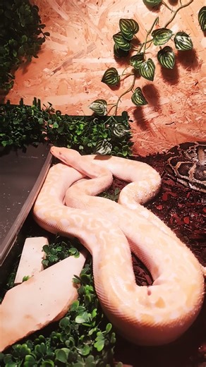 burmese python Kiseki #snake #pets #burmese #reptiles #cuteanimals #snake