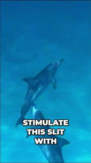Dolphin Same-Sex Interactions Explained #shorts