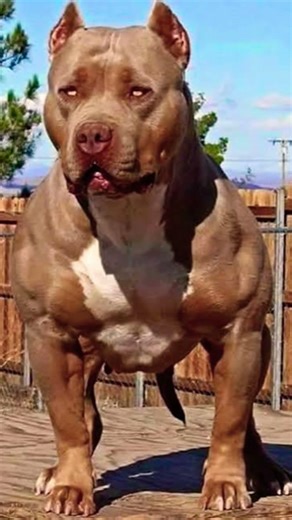 pitbull dog Vs rottweiler dog 🐕 Ankush verma short support my channel #virl #tranding #shorts #short