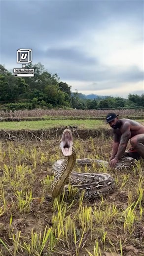 Catching a man-eating Python 🐍😱 #snakes #python | UNILAD