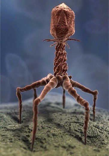 Phage therapy uses viruses that attack bacteria to treat bacterial infections