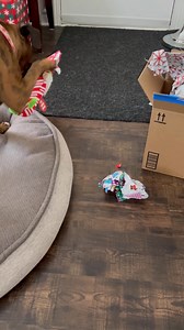 4.7K views · 12 reactions | Boxer Rescue Ontario on Reels | Facebook