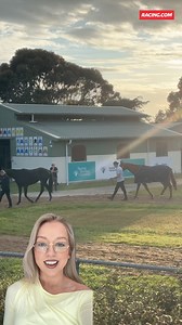 3.6K views · 32 reactions | Meet the latest arrivals at Werribee  | Racing.com | Facebook
