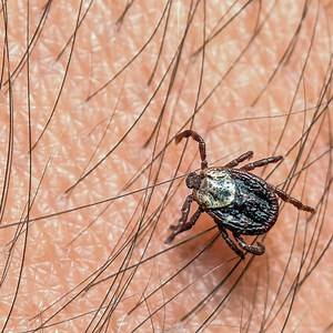 First experience Forest ticks | Daily Reptile