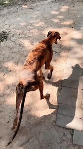2.6M views · 23K reactions | A comfortable walk with steady steps and a happy tail.  #Greyhound #ConfidentSteps #beautyofmovement #QuietMoments | Pro Hounds World | Facebook
