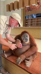 Orangutan goes for a walk and relaxes