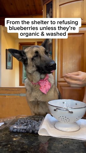 DogsOfInstagram by GreatPetCare | From the streets to the organic treats 😋 Fetched w/ permission @thegoodhypeofficial / @thegoodhype on Tiktok VC: @murphythefurpotato . .... | Instagram