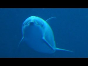 Dauphin coquin ( Marineland)