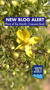 🌿 Ever noticed the 'smell of rain' in the desert? That's our Plant of the Month, the Creosote Bush, lending its distinctive fragrance after a storm. Discover more about this hardy, drought-tolerant plant in our latest blog: https://buff.ly/3bTZ9Qi #DesertPlants #CreosoteBush | Water - Use It Wisely