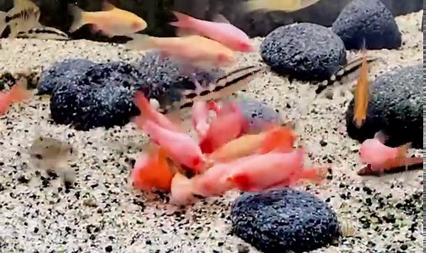 Adult albino cherry barbs available ( local bred by me) #paulsaquariums #brisbane | Paul's Aquariums