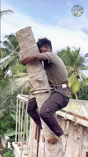 Why Can Tree Cutting Be So Dangerous? 🌳⚠️