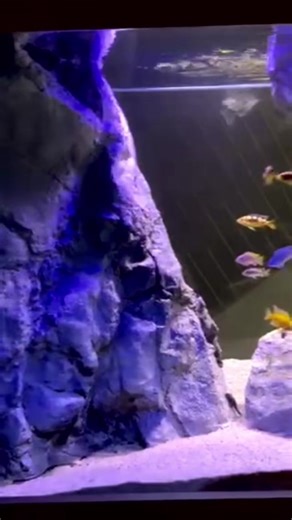 10K views · 134 reactions | A room divider Malawi tank | Aquadecor | Facebook