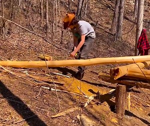 32K views · 528 reactions | Building in the Woods, Kid Builds Log House | Amber Felicity | Facebook