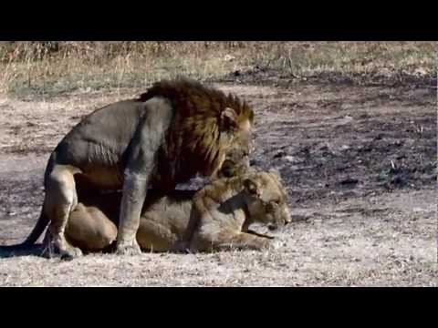 Lions mating - Possibly the best video record on YouTube of Mating Lions.