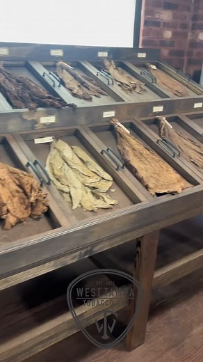 Each leaf tells a story - shaped by sun,soil, and time. 🍂☀️Today we celebrate the roots of our craft and the natural elements that make every West Tampa cigar possible! #westtampa #earthday | West Tampa Tobacco Company