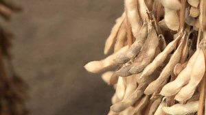 Harvested Soybean Pod Bulk Close Selective: стоковое видео (без лицензионных платежей), 1038034793 | Shutterstock