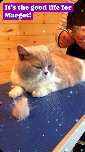 Margot - getting in the groove at Feline Groovy Grooming. #catgrooming #britishshorthair #cats | Feline Groovy Cat Grooming Salon