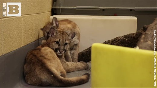 Two orphaned puma cubs were moved to the Philadelphia Zoo in July after being cared for by the Washington State Department of Fish and Wildlife. | Breitbart