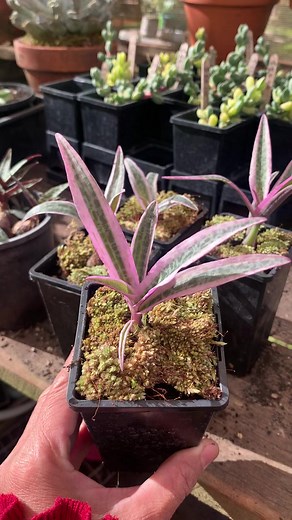 Ledebouria socialis variegata #goodday #redhillsucculents #succulents | Redhill Gardens