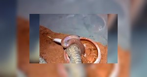 Facebook viral: terror por serpiente ‘caníbal’ que asesina a su compañera en frente de espectadores [VIDEO]