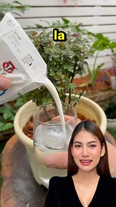 Aprende cómo cuidar tus plantas en casa con este preparado natural #fblifestyle #postviralシ2025 #reelspostfb #postreels #reelsviralシ | Lorena Vasquez