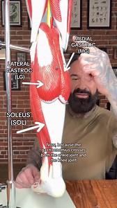 New research finds that standing calf raises increase MUSCLE GROWTH of the calves by twice as much as seated calf raises 🤯🧐 #calves #calfraises #research #gym #jym #fyp | Dr. Jim Stoppani