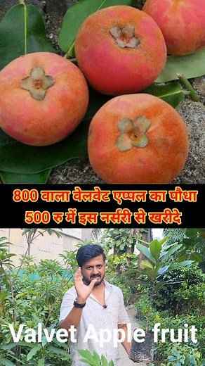 595K views · 7.5K reactions | Rare velvet apple fruit plant | Velvet...