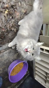 The morning conversation with hissy-face Wilson. | Spay It Forward, NFP