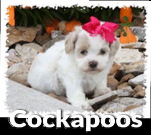 Cockapoo Puppies for Sale