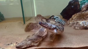 5.9K views · 94 reactions | Our tiger birchirs loving their new crib 﫶 | The Great Amazon | Facebook