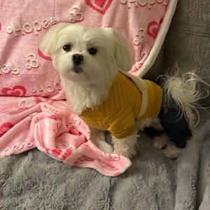 ✨ Thankful Thursday Hopey Highlights ✨❄️🐾 Hello, Pawsome Friends! Happy Thankful Thursday! 🌟🥶 It’s another chilly day here in North Carolina, but inside, we’re staying warm and full of gratitude. Crazy Mommy, Mini Mellow, and I are enjoying the quiet after our snowy fun. My BFF Kylie went home yesterday afternoon after our epic Slumber Pawty, so now it’s just me and my little sidekick Mini Mellow holding down the cozy fort. 🌟 Hopey Highlights for Thursday, January 23rd 1. Thought of the Day: