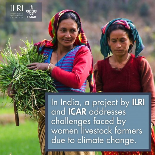 In India, ILRI and ICAR are supporting women farmers against #climatechange. The 'Gender-livestock-climate analytic approach for livelihood improvement in distressed areas of India’ (GLCAA) project has introduced women-friendly livestock tools & techniques. #ILRIClimateStories #COP30 See link for full story in comments below! | ILRI