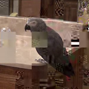 Watch Einstein's crazy dance moves as he dances and shakes his bootie! | Einstein the Talking Texan Parrot