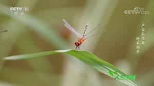雄蜻蜓们都试图在特技飞行中超越对手