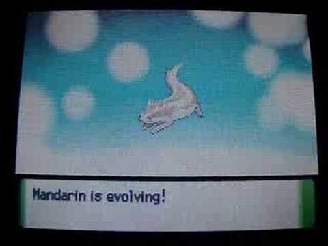 Shiny Zigzagoon evolves into Linoone