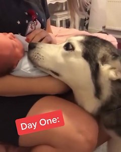 1M views · 10K reactions | Từng ngày một, em phụ sen chăm em út lớn lên đáng yêu hơm 殺殺 | Pets House Family | Facebook