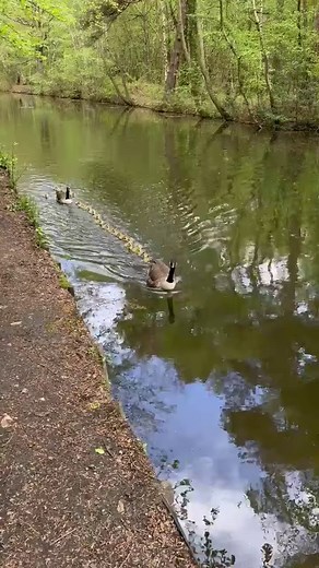 Canadian geese and their chicks… 🐥 | The Bastard Weather