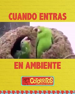 20K views · 120 reactions | Cuando la jaula entra en ambiente! 列列列 Cumbres San Jemo San Nicolás San Pedro Valle OrienteGuadalajara Torreón Xalapa Apodaca Mérida Puebla CDMX Barrio Antiguo Mazatlán #Cotorritos #Cotorreo #Cheves #Cerveceria | Cotorritos Plaza Real | Facebook