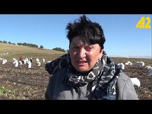 Potato cultivation in Akhalkalaki