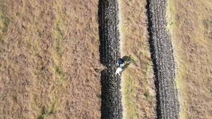 #OCSmartFarm researchers completed over 100 sclerotinia and blackleg ratings, in Field 18, in collaboration with xarvio Digital Farming Solutions Thanks to Doug Mackay for sharing the great drone footage! | Olds College of Agriculture & Technology | Facebook
