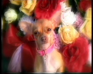 Taco bell : Chihuahua - Culture Pub