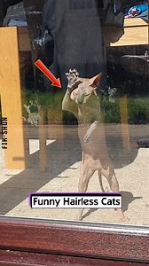 Funny Hairless Cats | FikShun Stegall