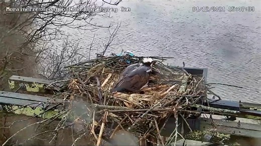 We have some great news! Yesterday around 3:08 PM the ospreys at the Moraine Preservation Fund Osprey nest laid their first egg! You can watch the Moraine Preservation Fund Osprey camera live here: https://pixcams.com/moraine-osprey-cam/ #osprey #nest #livestream #camera #ospreys | PixCams