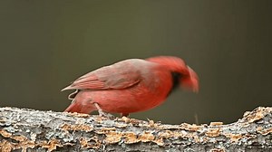 Male Cardinal Feeding On Dead Log: stockbeeldmateriaal en -video's (rechtenvrij) 1103083001 | Shutterstock