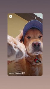 Superdog! | Dog Files