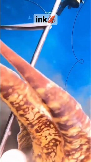 4.5K views · 61 reactions | [Rare video] The moment when squid ink is spitting out #spearfishing #freediving | Corokinaboy | Facebook