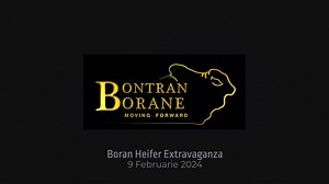 Bontran Borane bied met trots aan Lot 13 | BTR 22 06 by die Boran Verse Extravaganza. BTR 22-06 Megan is 'n diep-rooi vers met baie kapasiteit uit een van Bontran Borane se beste koeie. Haar pa YF 17-1 POMPAY is 'n klipharde bul met goeie bespiering en besonderse goeie vrugbaarheid. Haar ma het 'n TKP van 381 dae oor 5 kalwers. Datum: 9 Februarie 2024 Tyd: 18:00 Plek: Afridome, Parys #BontranBorane #Boran #VerseVeiling #Farmspace #OnsPraatBoer | FarmSpace