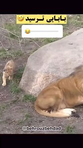 Sayeid Shair Hoseni on Reels